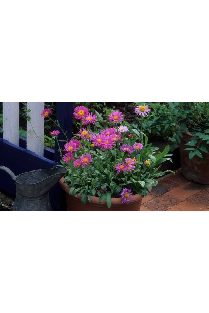 Астра кустовая Старлайт в горшке